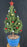 Dwarf Alberta Spruce Bonsai Tree-With Holiday Decorations-(picea glauca conica)