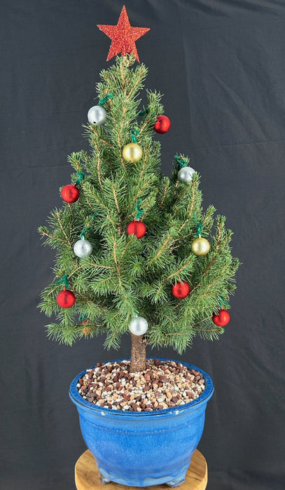 Dwarf Alberta Spruce Bonsai Tree-With Holiday Decorations-(picea glauca conica)