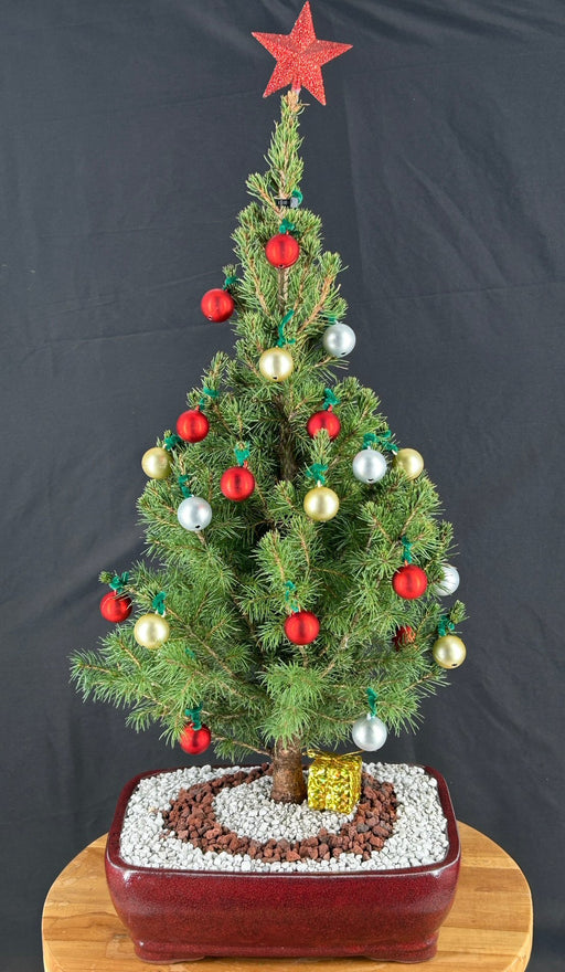 Dwarf Alberta Spruce Bonsai Tree-With Holiday Decorations-(picea glauca conica)