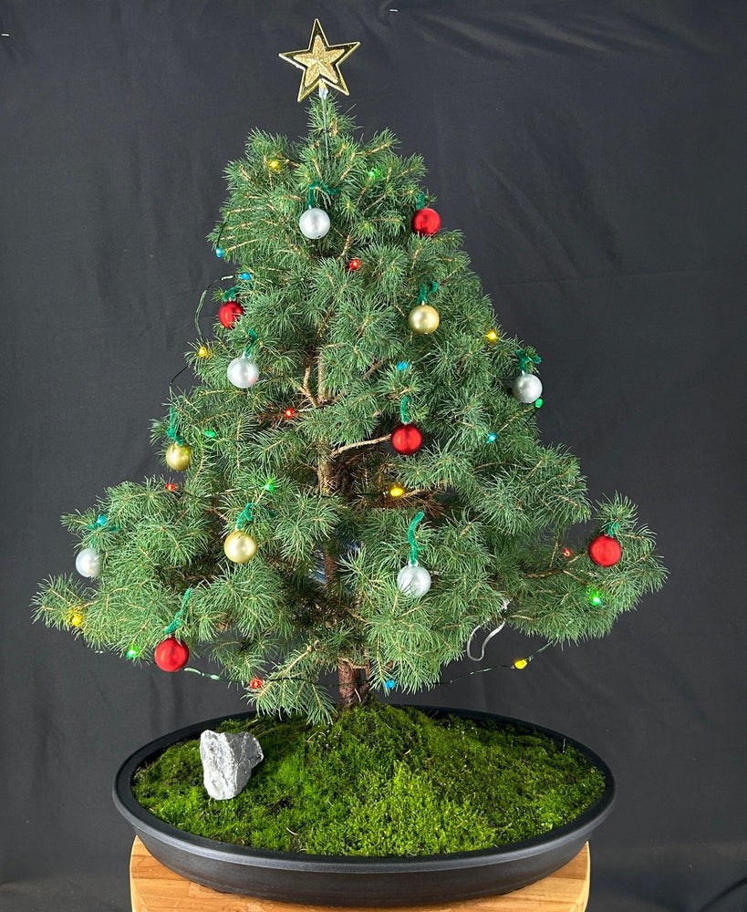 Dwarf Alberta Spruce Bonsai Tree-With Christmas Lights-(picea glauca conica)