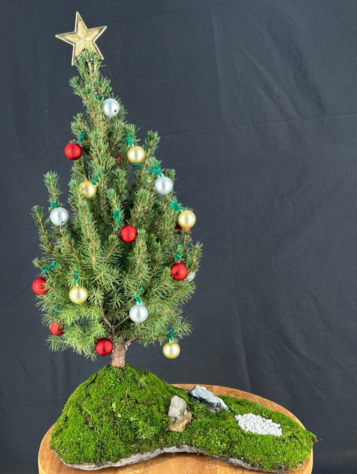 Decorated Alberta Spruce Bonsai Tree--Planted on a Rock Slab-(picea glauca conica)
