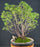 Top Point White Cedar Bonsai Tree-(Chamaecyparis thyoides ?Top Point?)