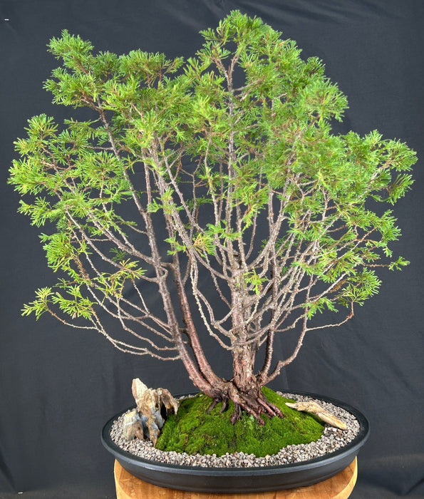 Top Point White Cedar Bonsai Tree-(Chamaecyparis thyoides ?Top Point?)