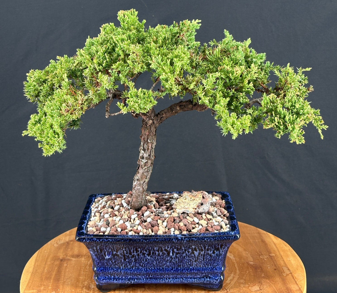 Juniper Bonsai Tree - Trained -(juniper procumbens nana)