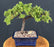 Juniper Bonsai Tree - Trained -(juniper procumbens nana)