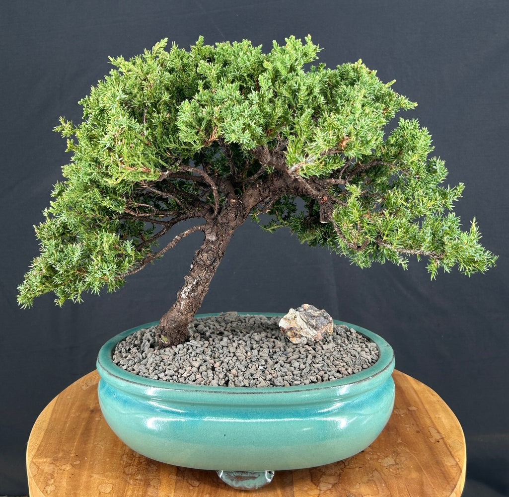 Juniper Bonsai Tree - Trained -(juniper procumbens nana)