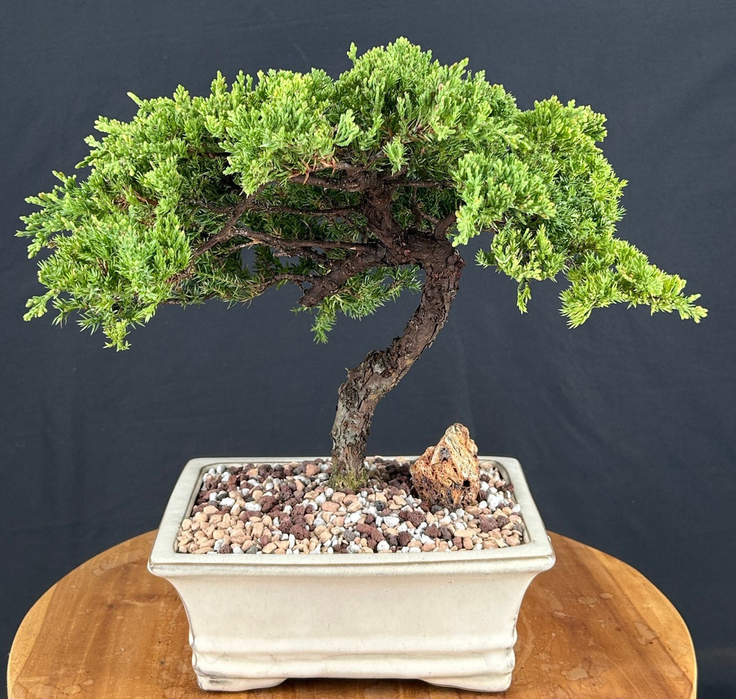 Juniper Bonsai Tree - Trained -(juniper procumbens nana)