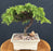 Juniper Bonsai Tree - Trained -(juniper procumbens nana)