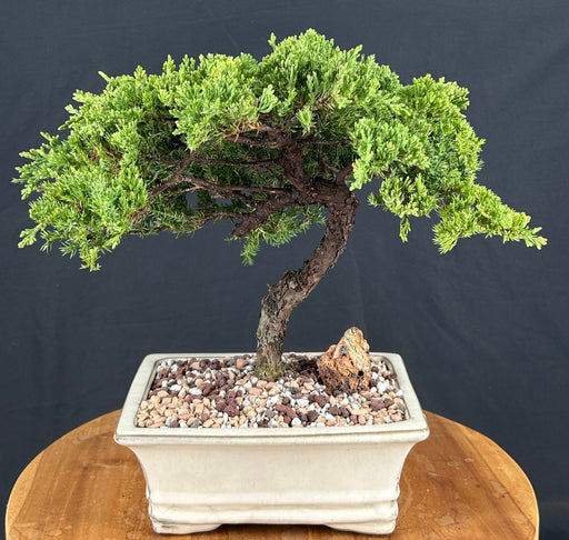 Juniper Bonsai Tree - Trained -(juniper procumbens nana)