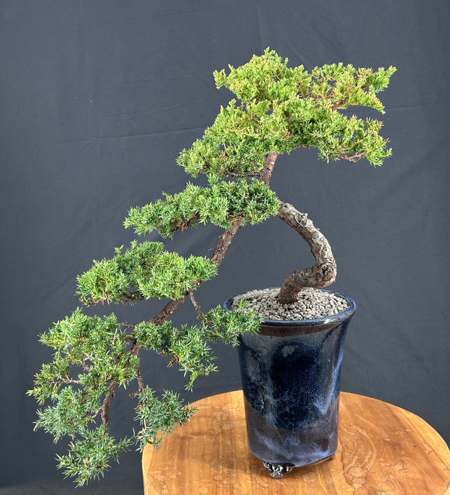 Juniper Bonsai Tree - Cascade Style-(juniper procumbens nana)