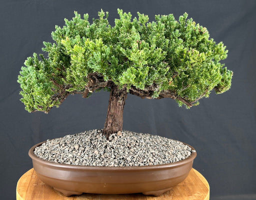 Juniper Bonsai Tree - Trained -(juniper procumbens nana)