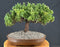 Juniper Bonsai Tree - Trained -(juniper procumbens nana)