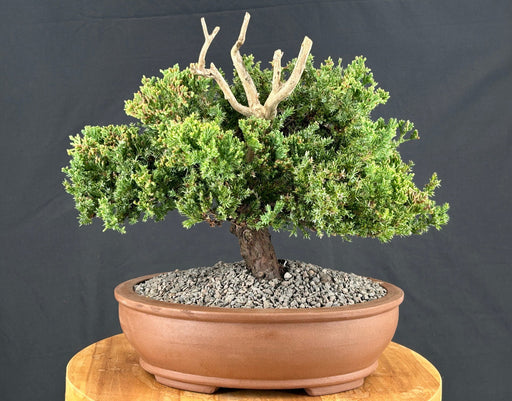 Juniper Bonsai Tree - Trained in Jin Style -(juniper procumbens nana)