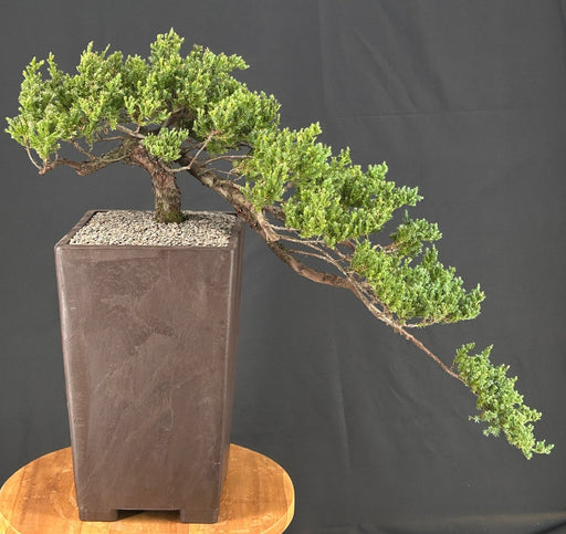 Juniper Bonsai Tree-Cascade Style-(juniper procumbens nana)