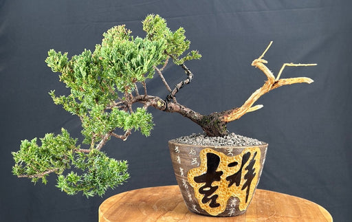 Juniper Bonsai Tree - Trained -(juniper procumbens nana)