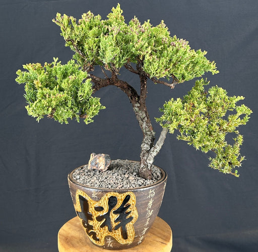 Juniper Bonsai Tree - Trained -(juniper procumbens nana)