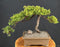 Juniper Bonsai Tree - Trained -(juniper procumbens nana)