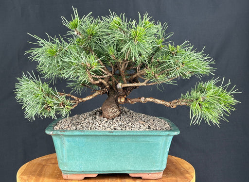 Mugo Pine Bonsai Tree-(pinus mugo 'valley cushion')