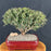 Dwarf Yaupon Holly Bonsai Tree-(ilex vomitoria 'Schelling's Dwarf')