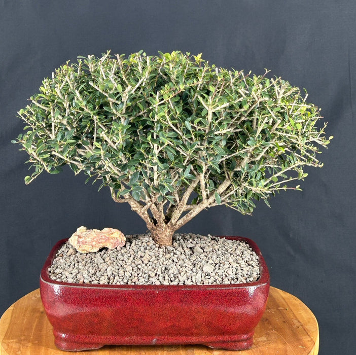 Dwarf Yaupon Holly Bonsai Tree-(ilex vomitoria 'Schelling's Dwarf')