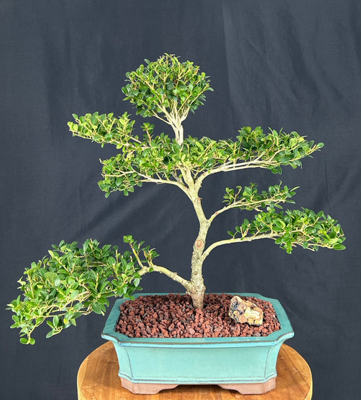 Trainded Dwarf Japanese Holly Bonsai Tree-(ilex crenata 'piccolo')