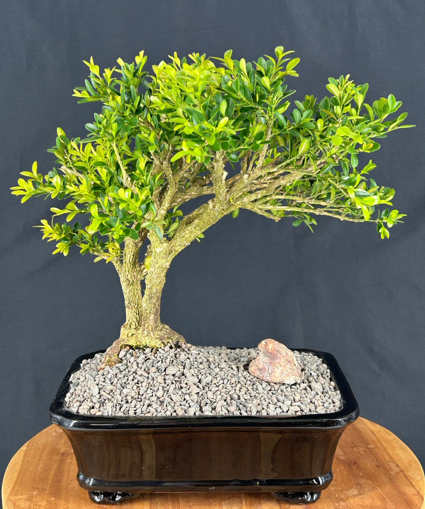 Japanese Boxwood Bonsai Tree-(Boxus 'moris midget')