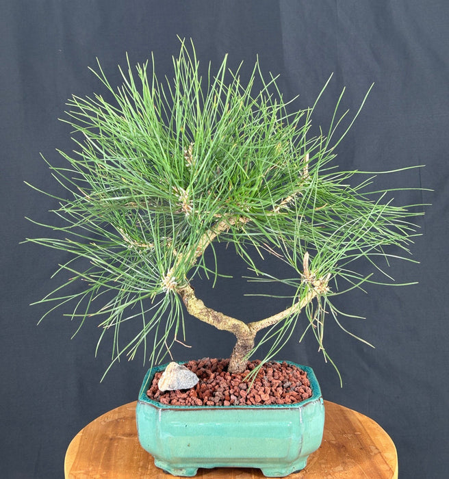Trained Japanese Black Pine Bonsai Tree-(pinus thunbergii 'thunderhead')