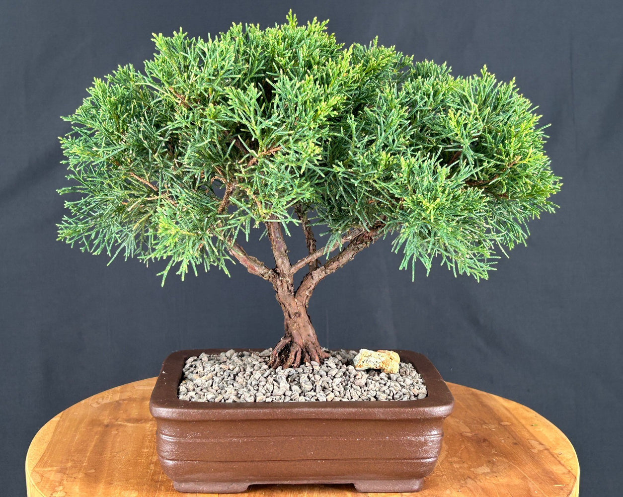 Trained Shimpaku Juniper Bonsai Tree-(juniper chinensis 'shimpaku')