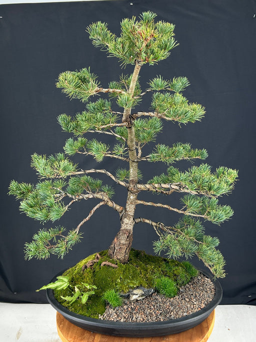 Japanese White Pine Bonsai Tree -(pinus parviflora 'bergman')