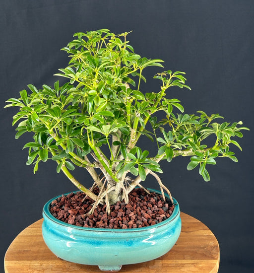 9Hawaiian Umbrella Bonsai Tree-Banyan Roots-(arboricola schefflera)