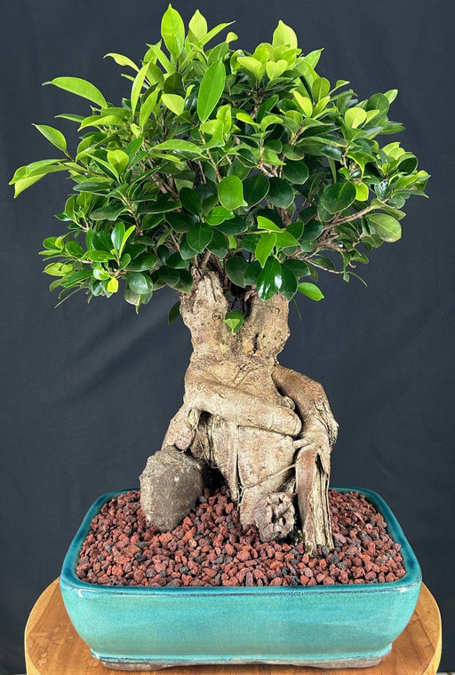 Ginseng Ficus Bonsai Tree-(ficus retusa)