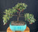 Trained Cotoneaster Bonsai Tree-(Cotoneaster salicifolius 'Repens')