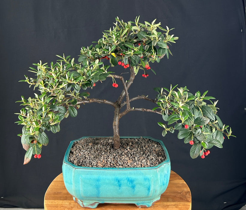 Trained Cotoneaster Bonsai Tree-(Cotoneaster salicifolius 'Repens')