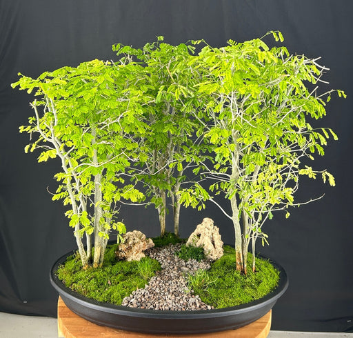 Flowering Brazilian Raintree-Three (3) Tree Forest Group-(pithecellobium tortum)