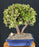 Baby Jade Bonsai Tree - Variegated- (portulacaria afra variegata)