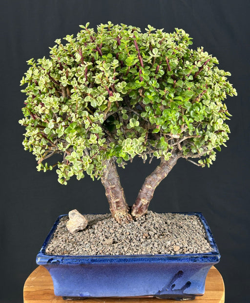 Baby Jade Bonsai Tree - Variegated- (portulacaria afra variegata)