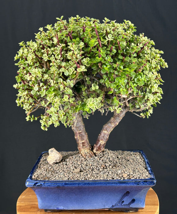 Baby Jade Bonsai Tree - Variegated- (portulacaria afra variegata)
