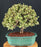 Baby Jade Bonsai Tree - Variegated- (portulacaria afra variegata)