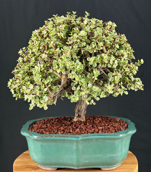 Baby Jade Bonsai Tree - Variegated- (portulacaria afra variegata)
