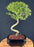 Trained Chinese Flowering White Serissa- Bonsai Tree of a Thousand Stars -(serissa japonica)