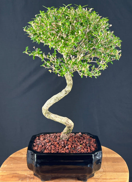 Trained Chinese Flowering White Serissa- Bonsai Tree of a Thousand Stars -(serissa japonica)
