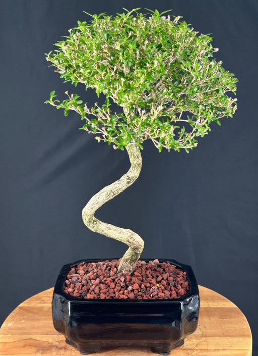 Trained Chinese Flowering White Serissa- Bonsai Tree of a Thousand Stars -(serissa japonica)