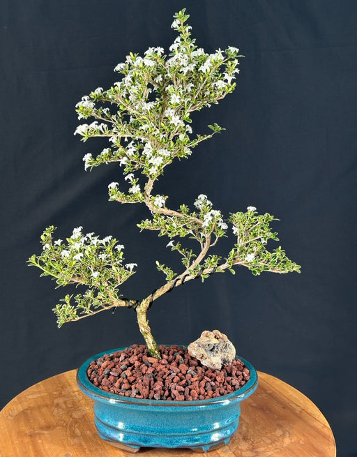 Flowering Mount Fuji Serissa Bonsai Tree-Trained Curved Trunk Style -(serissa foetida)
