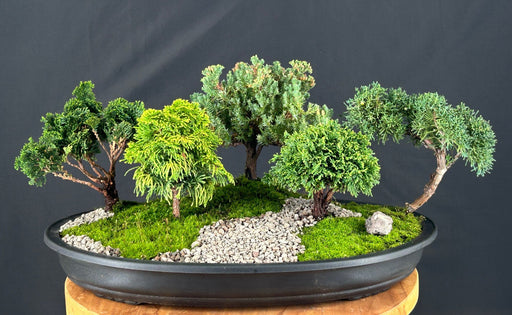 Five Tree Conifer Forest Grouping