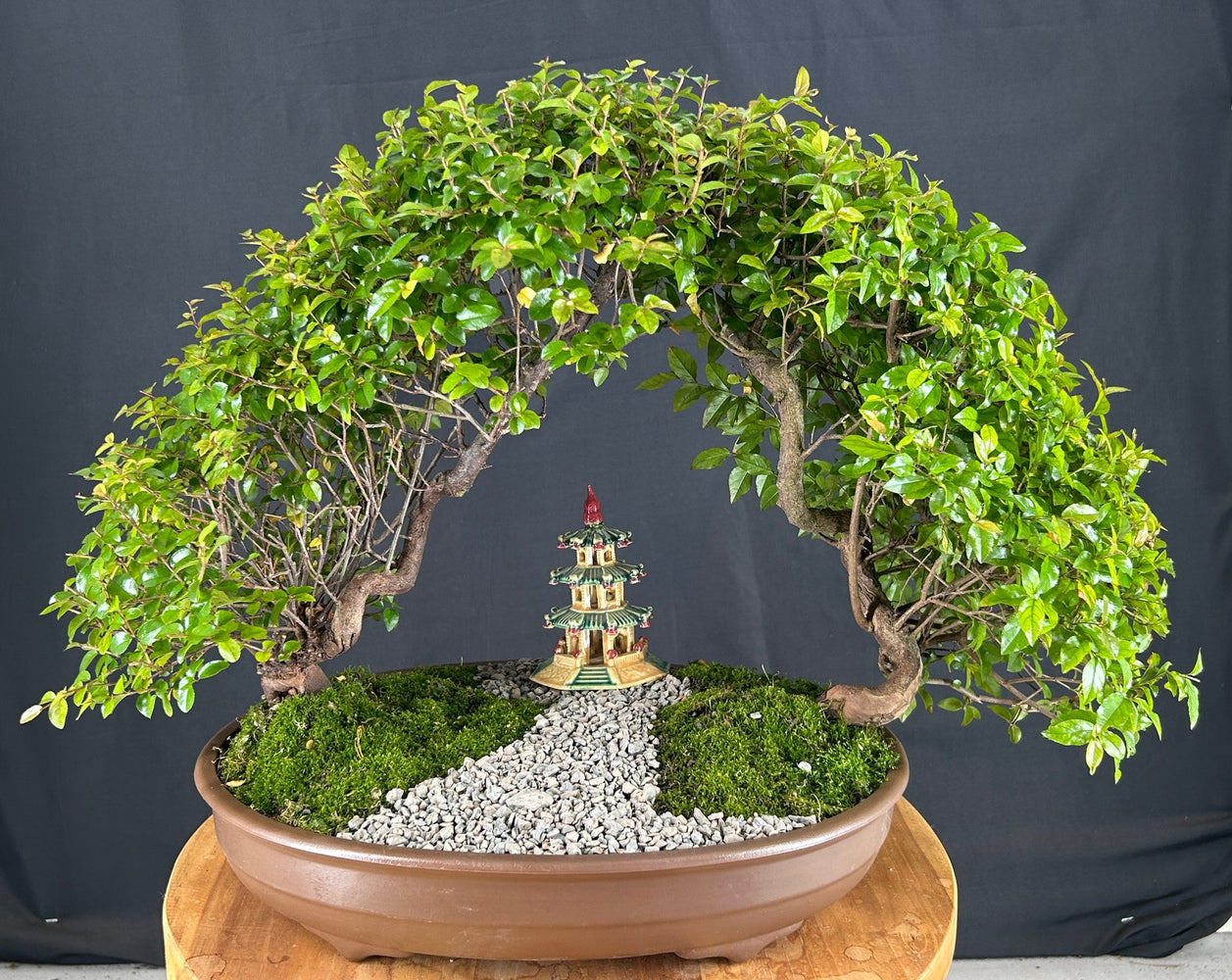 Flowering Sweet Plum Bonsai Tree-Double Tree Arch Planting-(sageretia theezans)