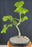Trained Mikawa Yatsubusa Japanese Maple Bonsai Tree-(acer palmatum 'Mikawa Yatsubusa')