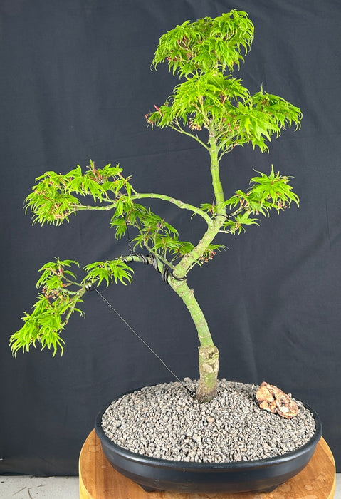 Trained Mikawa Yatsubusa Japanese Maple Bonsai Tree-(acer palmatum 'Mikawa Yatsubusa')