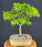 Mikawa Yatsubusa Japanese Maple Bonsai Tree-(acer palmatum 'Mikawa Yatsubusa')