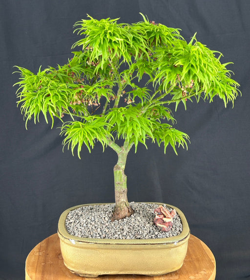 Mikawa Yatsubusa Japanese Maple Bonsai Tree-(acer palmatum 'Mikawa Yatsubusa')
