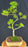 Trained Mikawa Yatsubusa Japanese Maple Bonsai Tree -(acer palmatum 'Mikawa Yatsubusa')